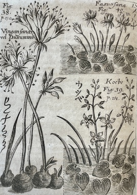 「日本の彼岸花、蓮の花について」ほか 『ゲルマン医理学アカデミー論集 1687年号（第6号）』所収