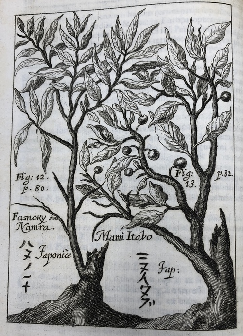 「日本の漆の木について」ほか『ゲルマン医理学アカデミー論集　1686年号』所収